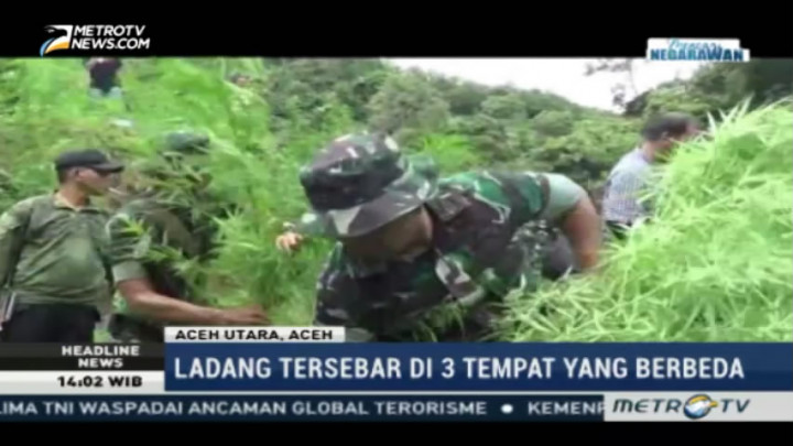 Kodim 0103 Aceh Utara Musnahkan 10 Hektare Ladang Ganja