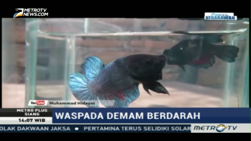 Tips Unik Menghindari Penyakit Demam Berdarah