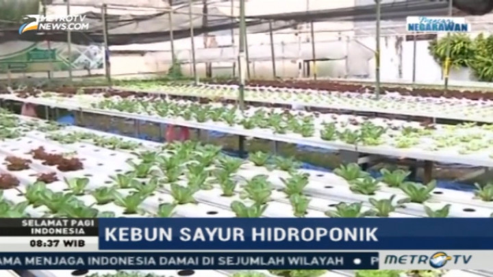 Sukses Bertani dengan Teknik Hidroponik