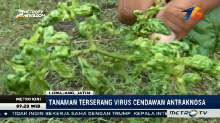 Terserang Virus, Tanaman Cabai di Lumajang Terancam Gagal Panen