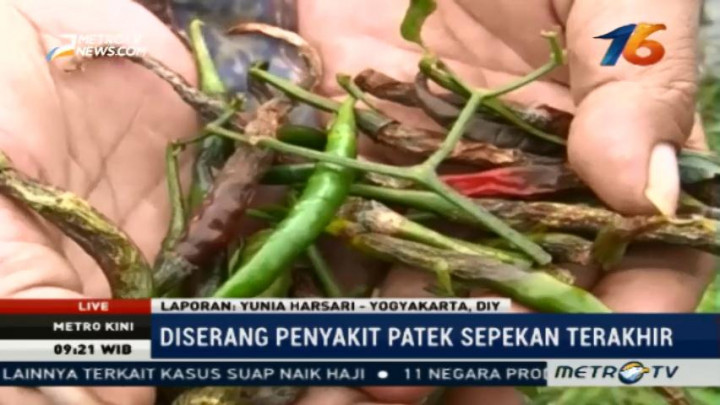  Sepekan Terakhir, Tanaman Cabai di Jogja Diserang Penyakit Patek