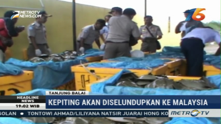 Upaya Penyelundupan Belangkas Digagalkan