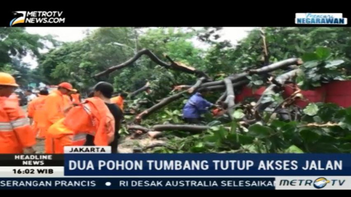 Dua Pohon Besar Tumbang Tutup Akses Jalan Bina Marga Cipayung