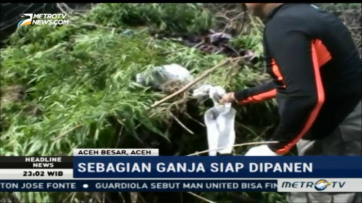 Aparat Gabungan Musnahkan Ribuan Tanaman Ganja di Aceh Besar