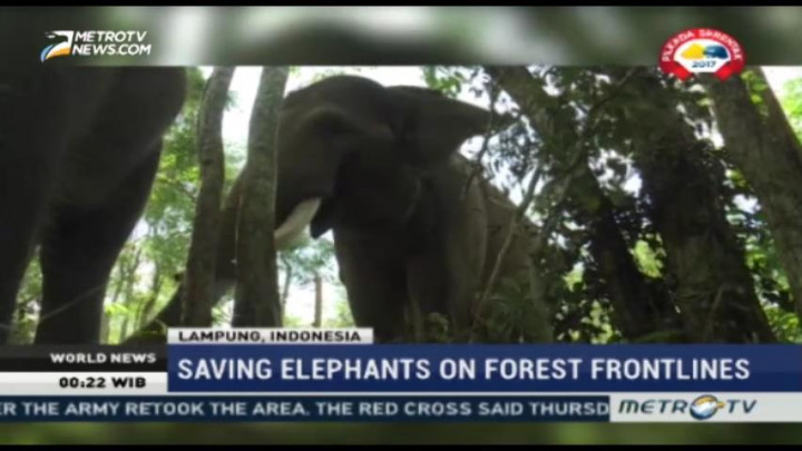 Saving Sumatran Elephants on Forest Frontlines
