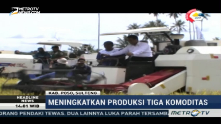 Menteri Pertanian Panen Raya Padi di Poso