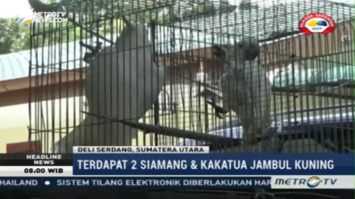 Petugas Sita Satwa Dilindungi dari Rumah Warga di Deli Serdang