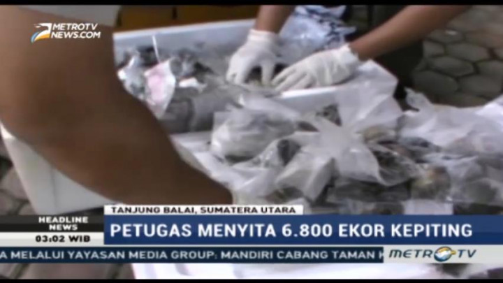 Petugas Gagalkan Penyelundupan 6.800 Kepiting ke Malaysia