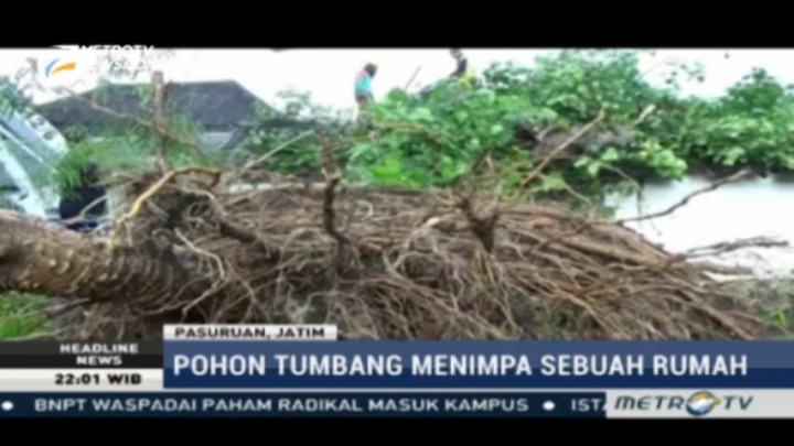 Hujan Deras, Sejumlah Pohon di Pasuruan Tumbang