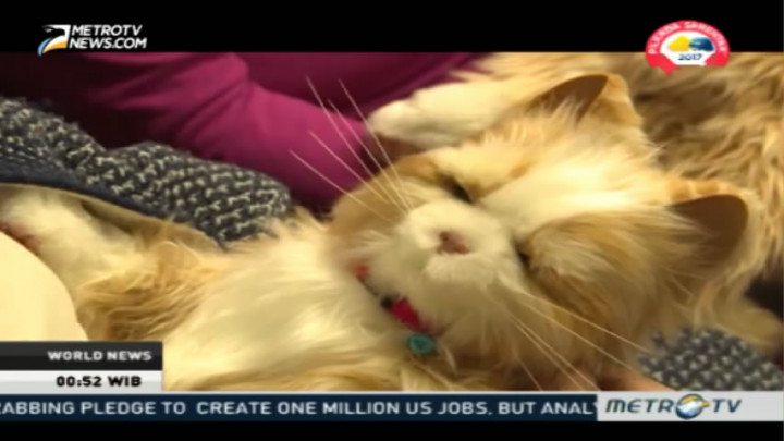 Robotic Cats Become Instant Hit Among Elders