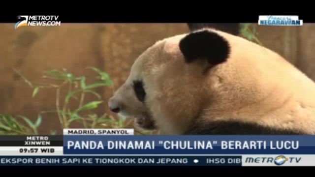 Chulina, Panda Betina Pertama yang Lahir di Madrid