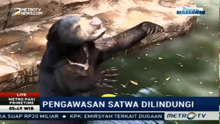 Pihak Bondin Bandung Sebut Kurus Tidaknya Binatang Relatif