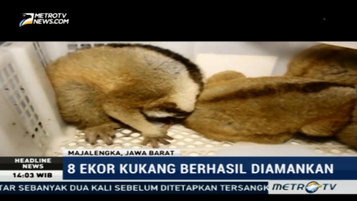 Petugas Berhasil Gagalkan Penjualan Kukang