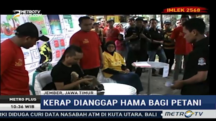 Kontes Kecantikan Musang