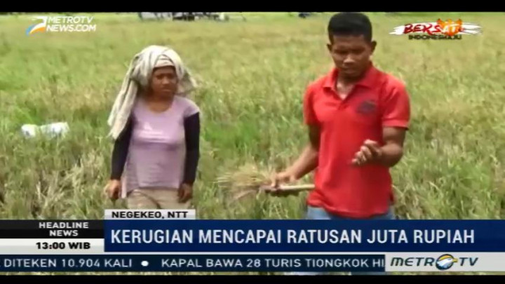 Ratusan Hektare Lahan Padi di NTT Diserang Hama Wereng