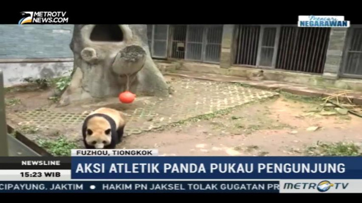Aksi Atletik Panda Pukau Pengunjung Kebun Binatang