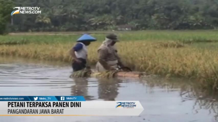 Tanggul Jebol, Ratusan Hektare Sawah di Pangandaran Terendam Banjir