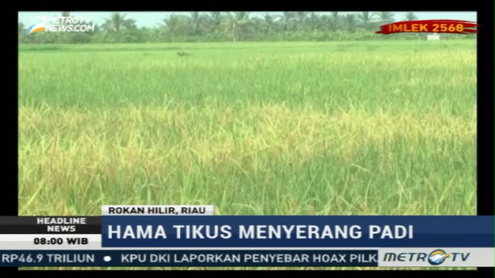 Hama Tikus Serang Ratusan Hektare Sawah di Rokan Hilir