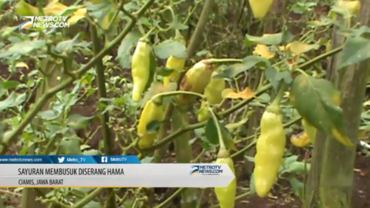 Tanaman Cabai dan Tomat Busuk Terserang Hama, Petani Merugi
