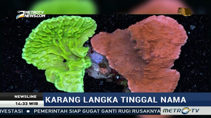 Empat Jenis Karang Langka di Raja Ampat Tinggal Nama