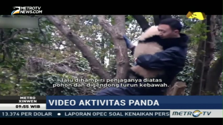 Melihat Video Aktivitas Panda