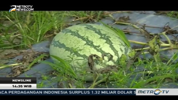 Kemarau Jadi Berkah untuk Petani Semangka
