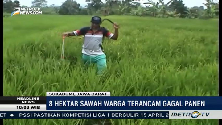 Hama Wereng Serang Tanaman Padi di Sukabumi