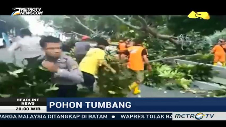 Pohon Tumbang di Gambir Timpa Sebuah Mobil