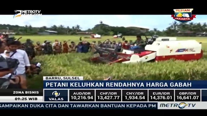 Harga Gabah Merosot, Pemerintah Siap Beli dengan Harga Bagus
