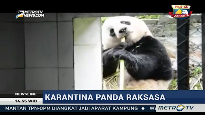 Panda Raksasa Bao Bao Dipulangkan dari AS ke Tiongkok