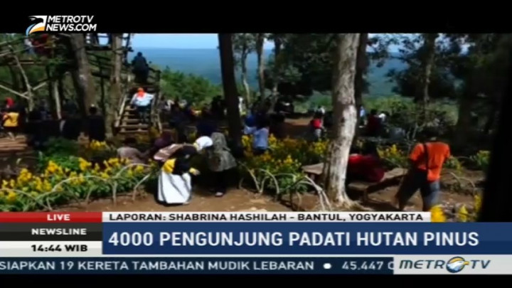 4000 Pengunjung Padati Hutan Pinus Yogyakarta