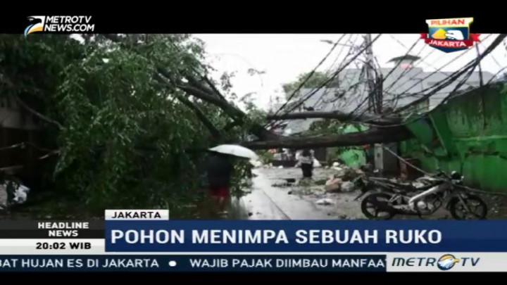 Hujan Deras, Sejumlah Pohon di Cipete Tumbang
