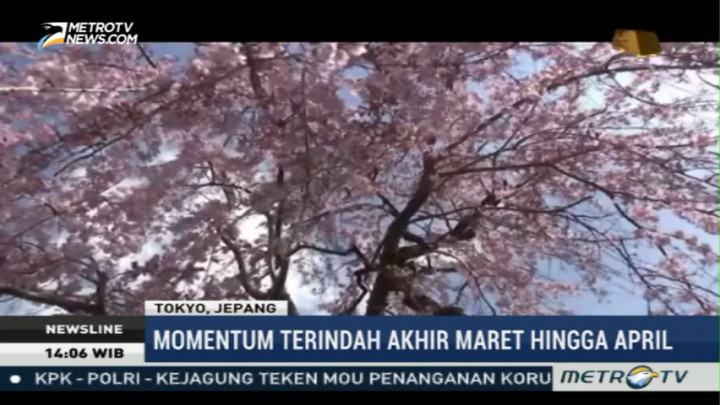 Indahnya Bunga Sakura Mekar di Tokyo