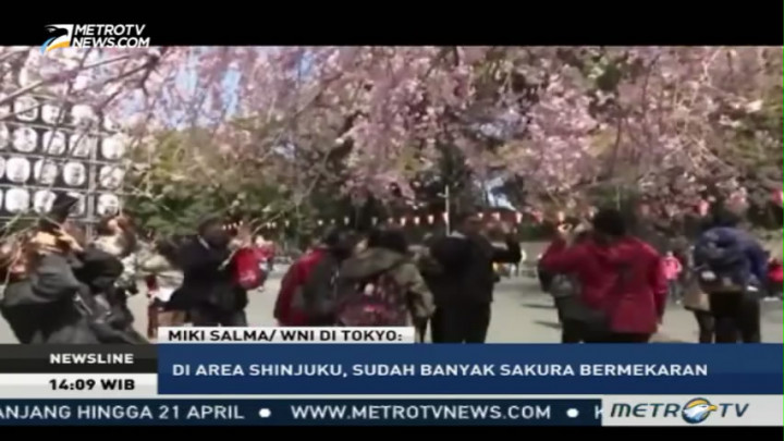 Piknik di Bawah Pohon Sakura Jadi Tradisi di Musim Semi