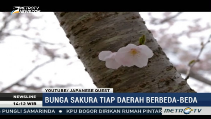 Filosofi Bunga Sakura di Jepang