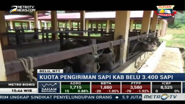 NTT Targetkan 25 Ribu Ekor Sapi Diberi Inseminasi Buatan Sepanjang 2017
