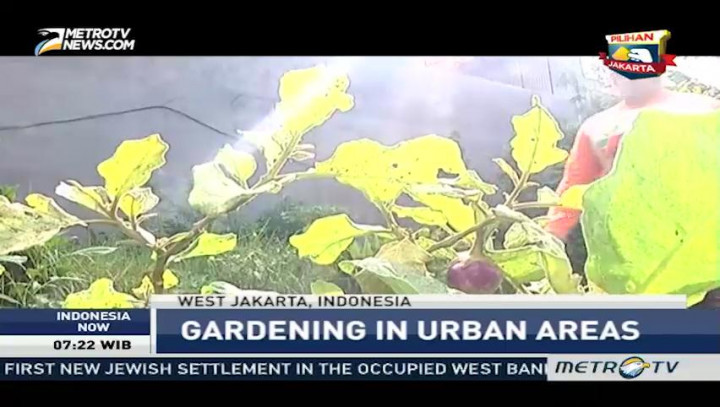Gardening in Urban Areas with Jakarta Berkebun