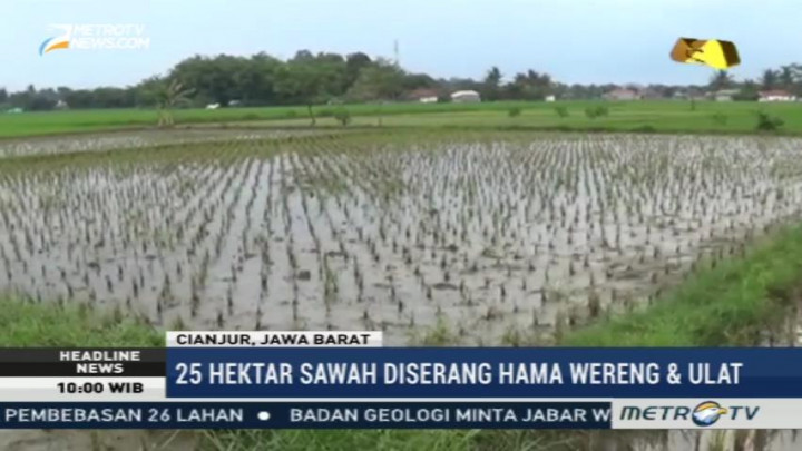 Diserang Hama Wereng, Puluhan Hektare Padi Gagal Tanam