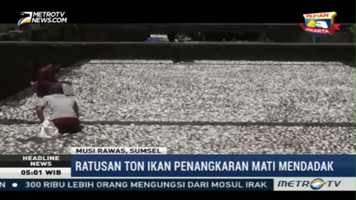 Ratusan Ton Ikan di Musi Rawas Mati Mendadak