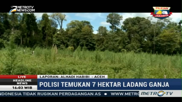 Polisi Temukan Tujuh Hektare Ladang Ganda di Aceh