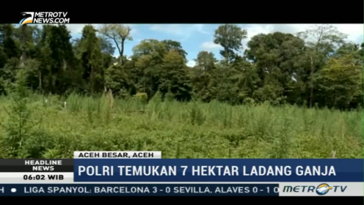 Polisi Temukan Tujuh Hektare Ladang Ganja di Aceh Besar