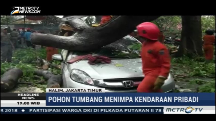 Pohon Tumbang Timpa Lima Mobil di Halim
