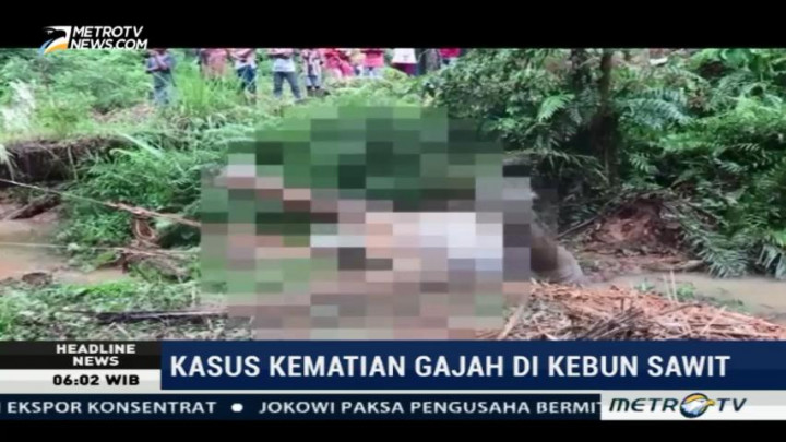 Seekor Gajah Mati Ditemukan di Kebun Sawit