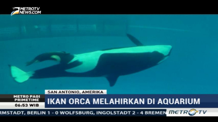 Kelahiran Bayi Paus Orca Disambut Gembira Pengunjung SeaWorld