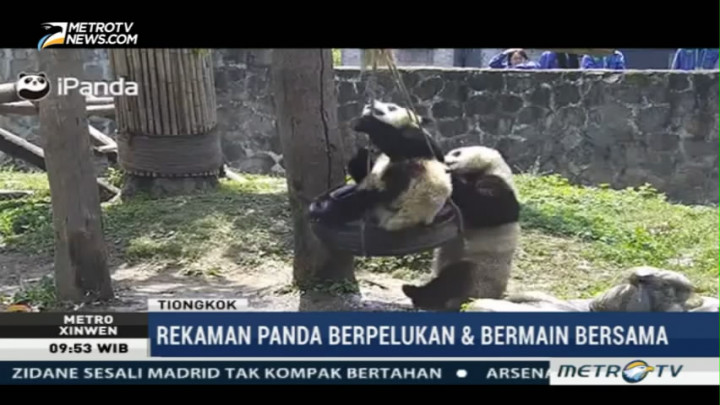 Tingkah Lucu Bayi Panda di Pusat Penelitian Tiongkok