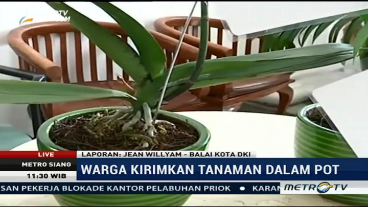 Tak Lagi Bunga, Warga Kirim Tanaman dalam Pot untuk Ahok