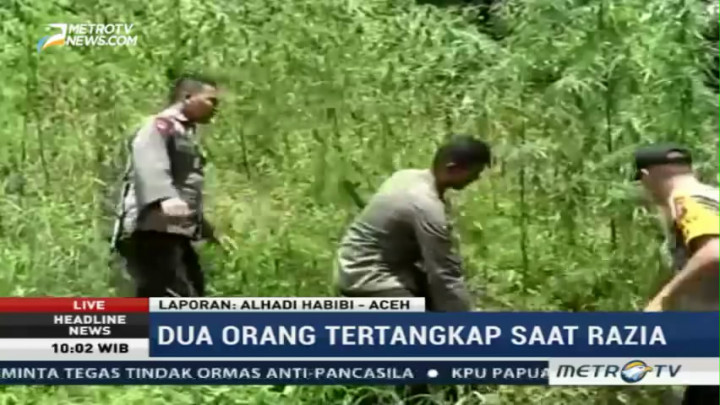 Polres Aceh Utara Temukan 8 Hektar Ladang Ganja Siap Panen