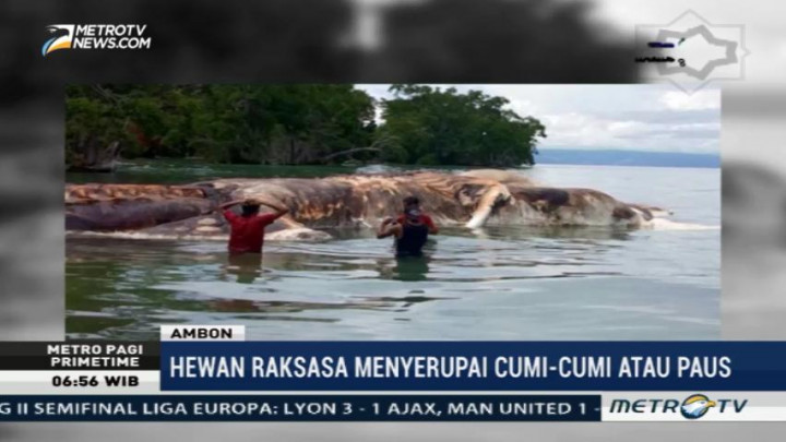 Bangkai Hewan Raksasa Terdampar di Pesisir Pantai Seram Barat
