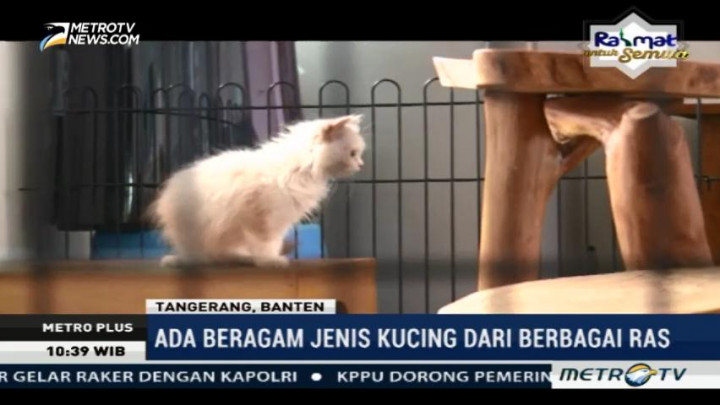 Bermain Sambil Belajar Memelihara Kucing