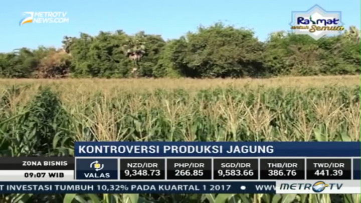 Peternak Kesulitan Dapatkan Jagung Murah
